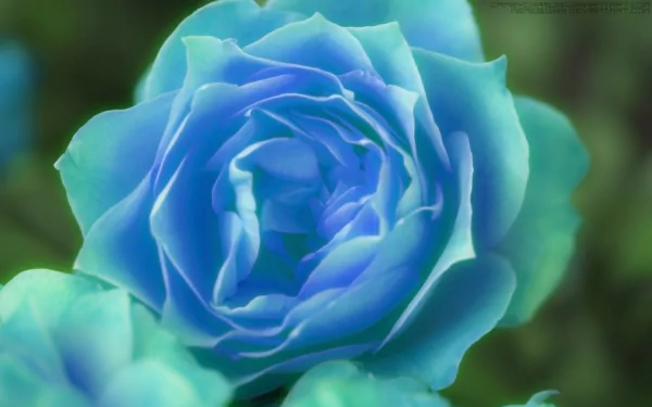  Blue Rose by Alex Goulding