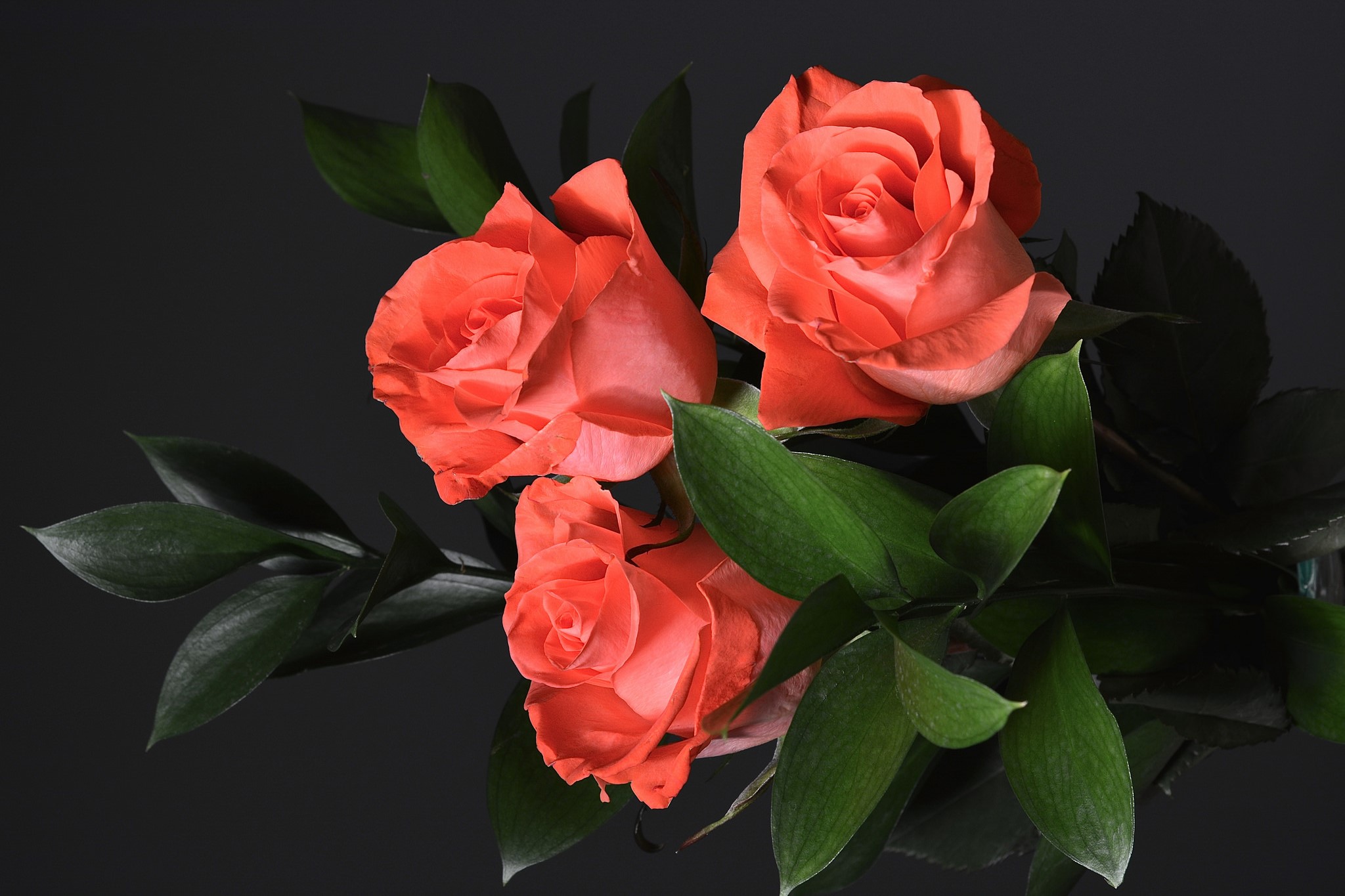 orange roses wallpapers