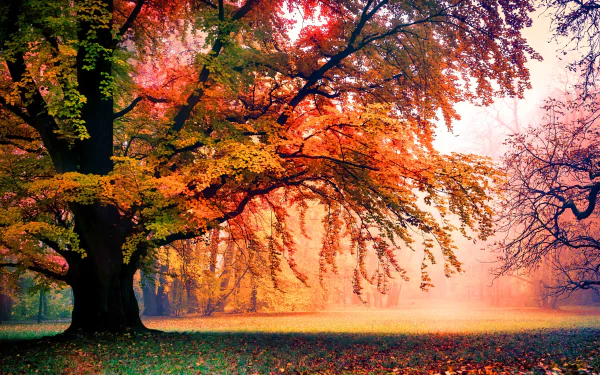 A misty fall park scene with vibrant autumn leaves and a foggy backdrop, captured in HD quality, showcasing the beauty of nature and the tranquility of trees in a serene setting.