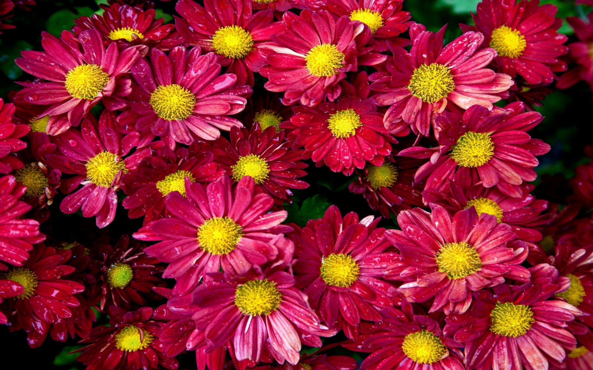 Superb Wallpapers Chrysanthemum Flower