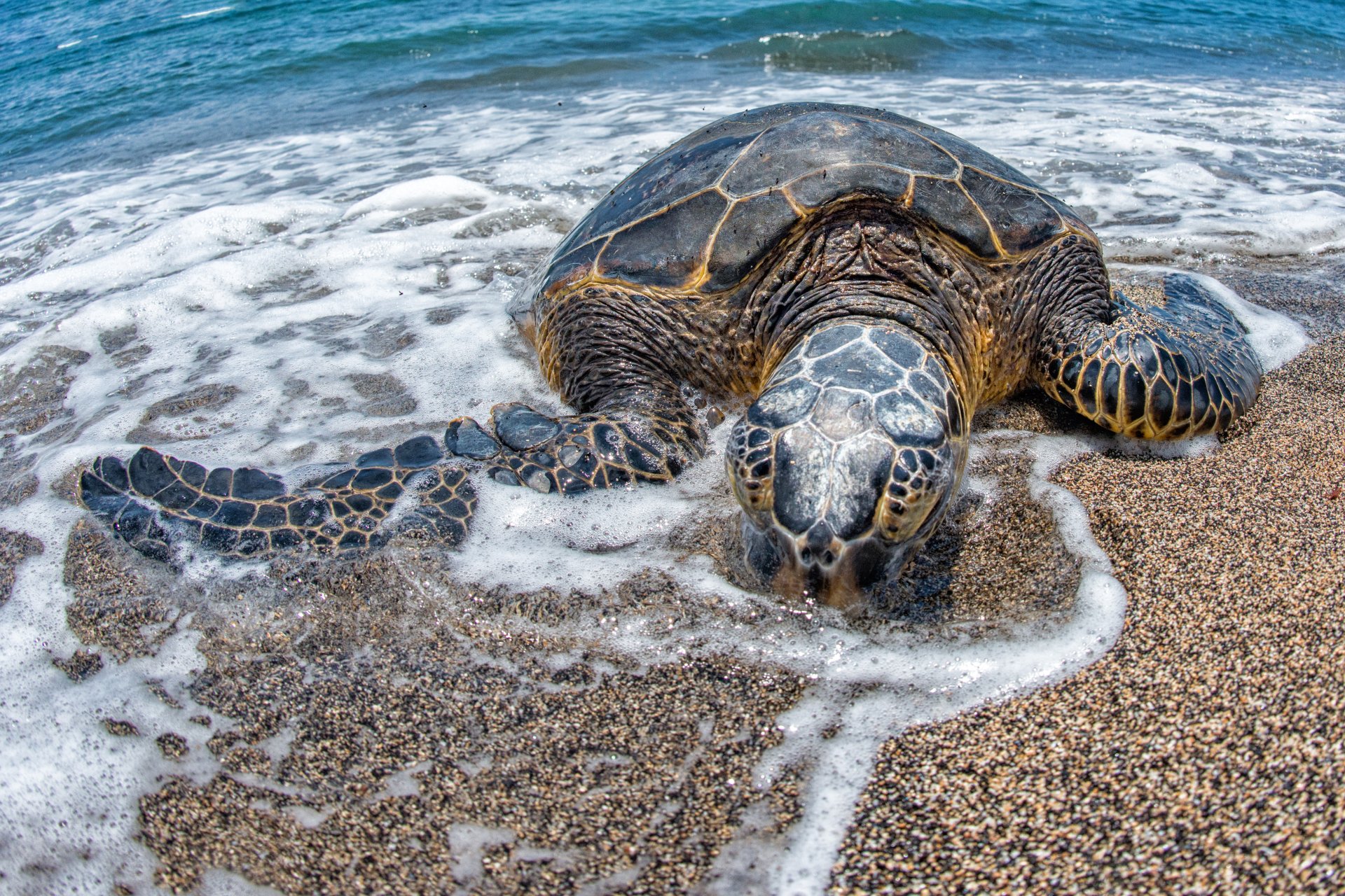 Download Beach Animal Turtle 4k Ultra HD Wallpaper