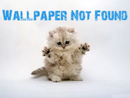 Fluffy kitten with outstretched paws on a humorous HD desktop wallpaper with the text WALLPAPER NOT FOUND.