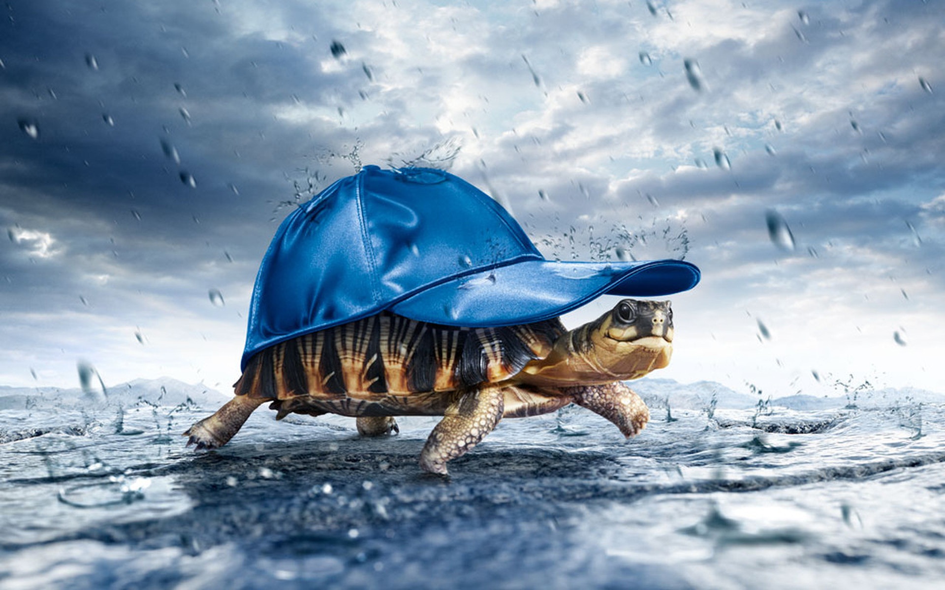 Creative HD wallpaper of a turtle wearing a blue cap walking under the rain with water droplets splashing around, suitable for desktop background.