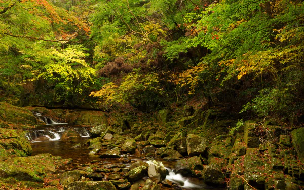 nature stream HD Desktop Wallpaper | Background Image