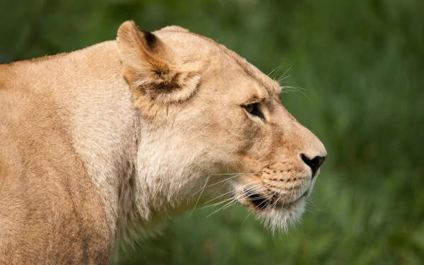Close-up profile of a lioness (lion, animal) against a blurred green backdrop — 4K Ultra HD PC desktop wallpaper and background.