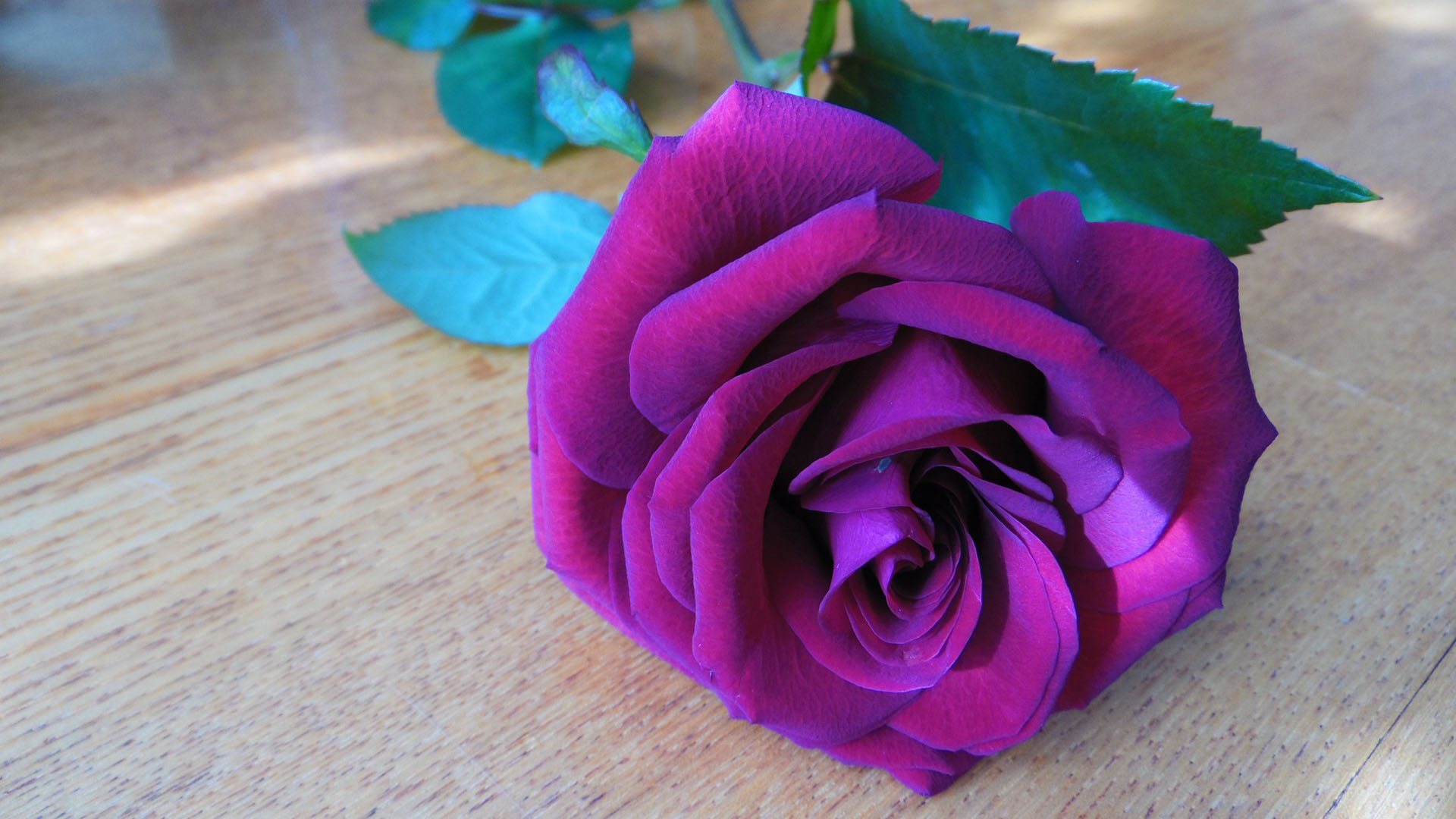 Purple Rose HD Wallpaper | Background Image | 1920x1080