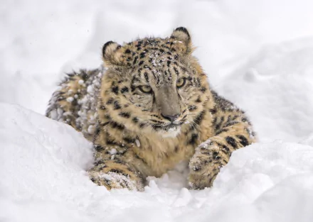 HD desktop wallpaper of a snow leopard resting in the snow, capturing the essence of winter and the wild beauty of this majestic animal.