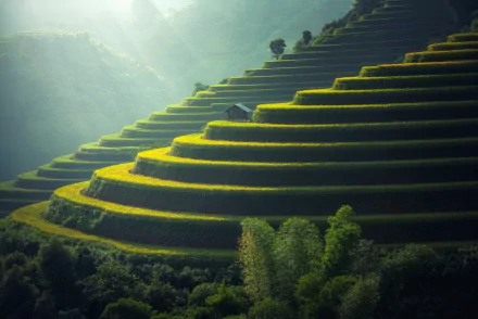 HD desktop wallpaper of rice terraces in Vietnam featuring lush green, man-made steps carved into the hillside with morning light casting a serene glow over the landscape.