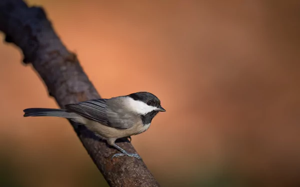 HD desktop wallpaper featuring a black-capped chickadee perched on a branch against a softly blurred, warm background.