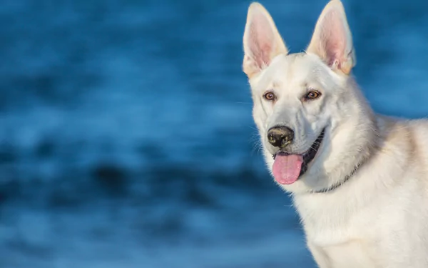 HD desktop wallpaper featuring a close-up of a Berger Blanc Suisse dog with a calm expression and erect ears against a blue blurred background.