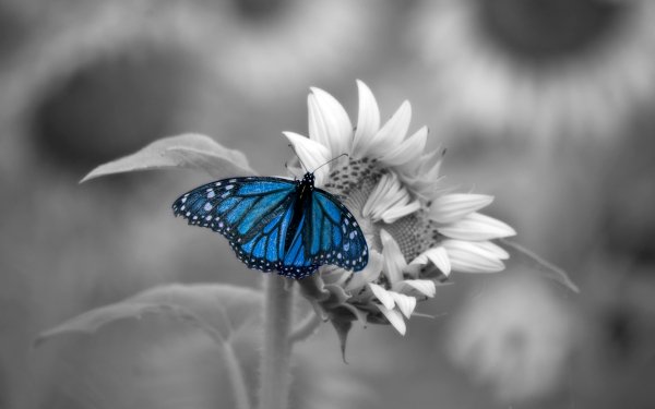 Animal Butterfly Insects Macro Flower Selective Color HD Wallpaper | Background Image