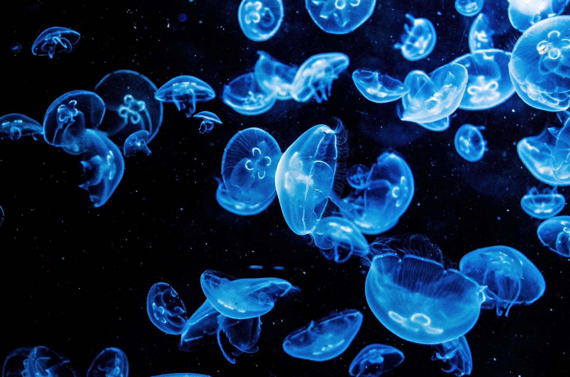 Jellyfish 4K wallpapers for your desktop or mobile screen free and easy to  download