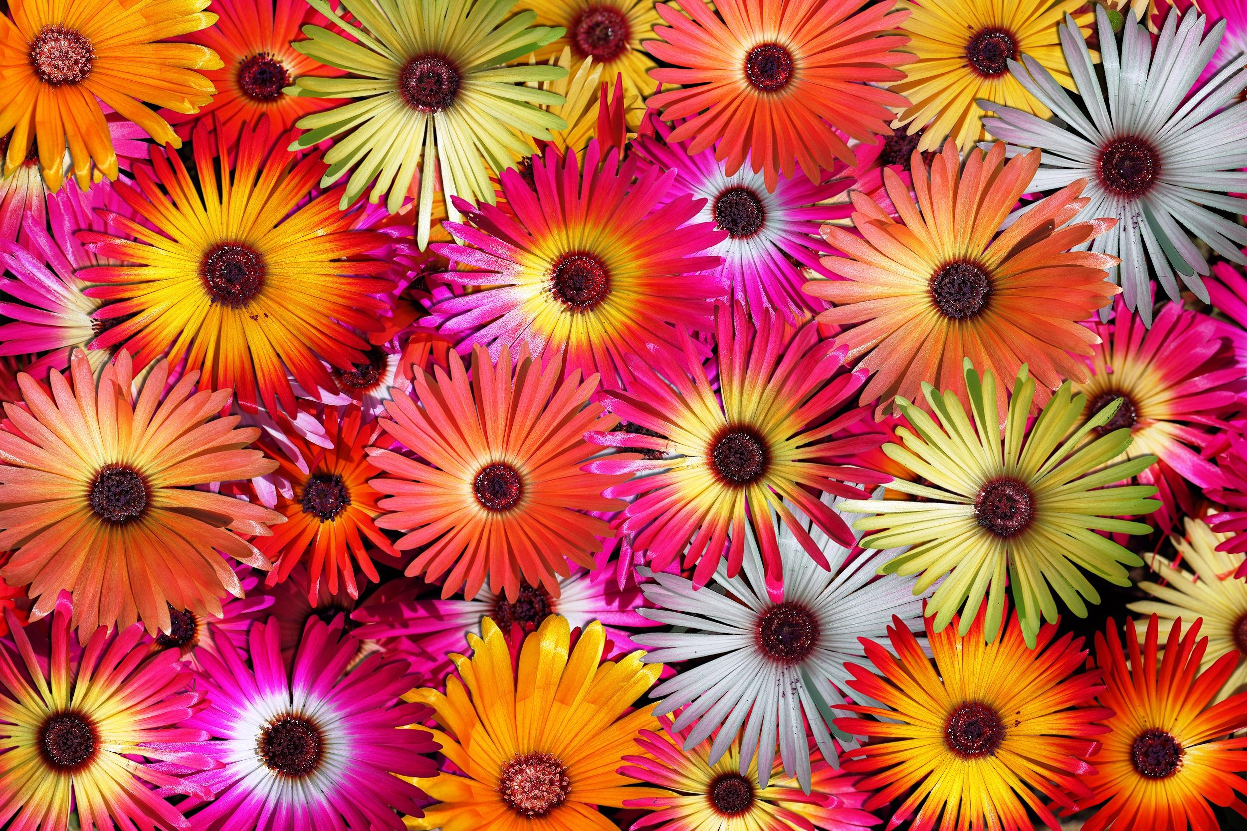 Colorful Flowers Hd Wallpaper Hintergrund 2500x1667