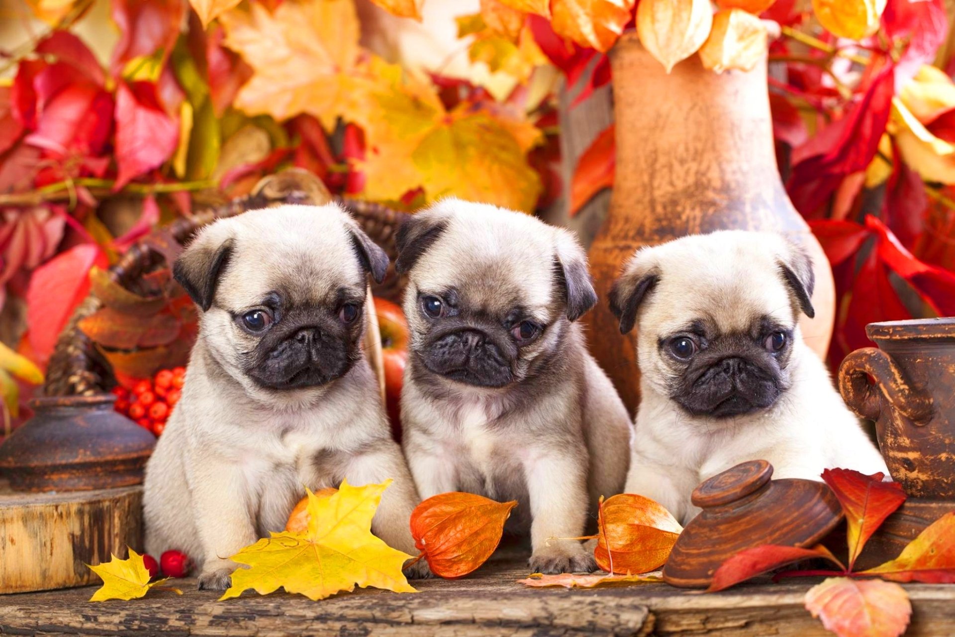 Three Pug Puppies During Fall