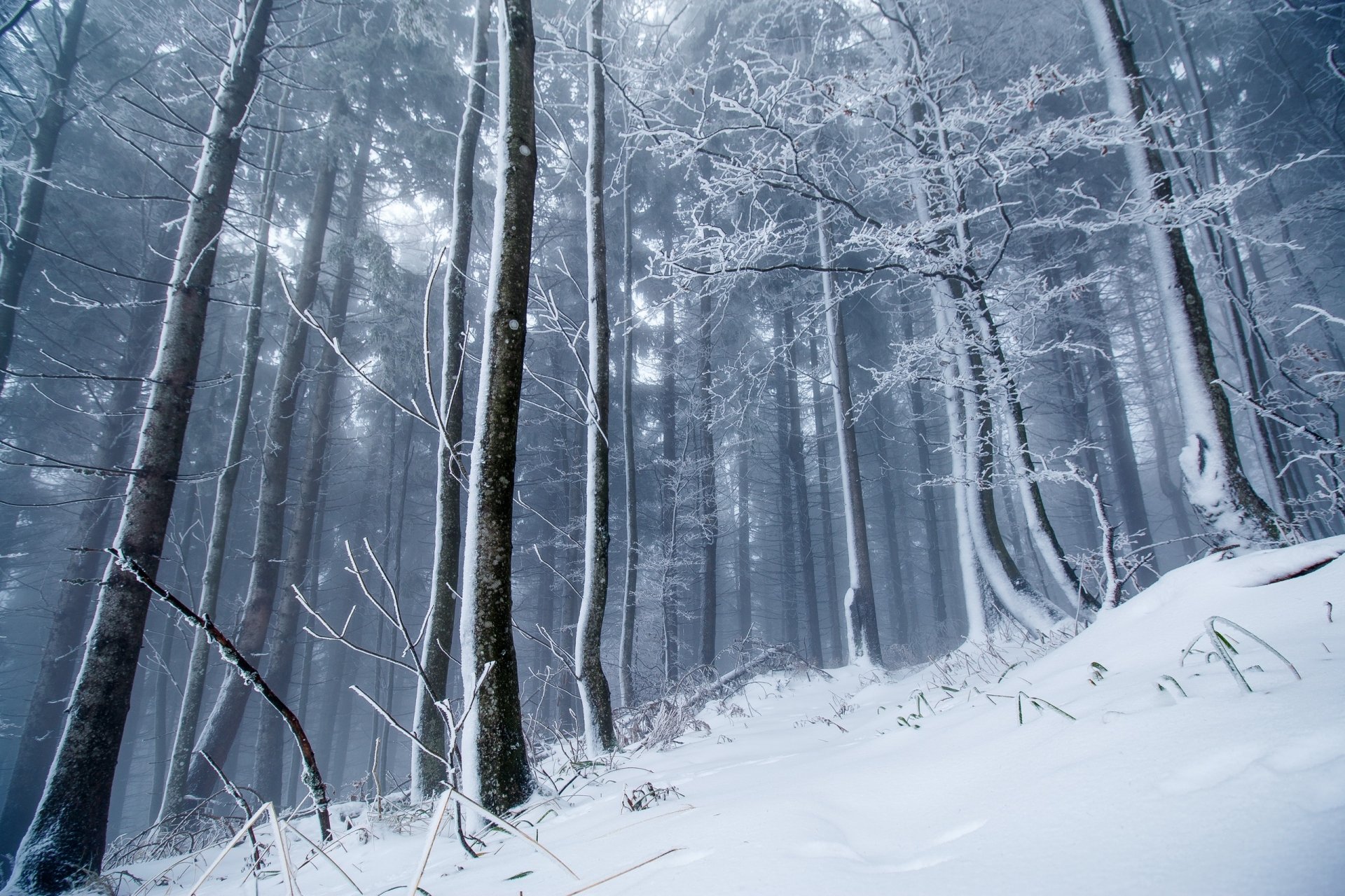 2K Quad HD PC desktop wallpaper background: a snow-blanketed forest of tall trees shrouded in winter fog, muted blue tones evoking quiet nature.