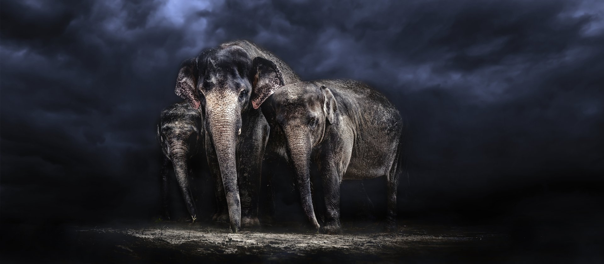 Two Asian elephants (animal) stand beneath stormy clouds, wet textured skin and dramatic lighting — 5K Ultra HD PC desktop wallpaper background.