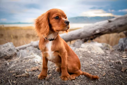 A cute spaniel puppy sits attentively on rocky ground with a blurred natural landscape in the background. 4K Ultra HD PC desktop wallpaper and background.