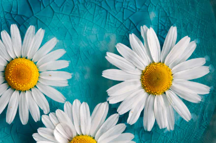 White camomile daisies with yellow centers rest on a textured blue glass surface, captured in sharp detail for a 4K Ultra HD PC desktop wallpaper background.