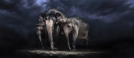 Animal Asian Elephant HD Desktop Wallpaper | Background Image