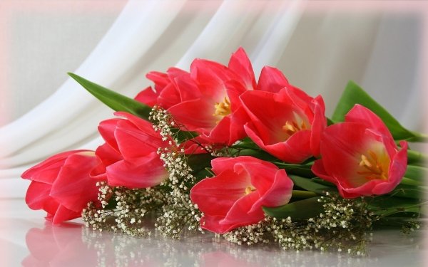 Photography Still Life Tulip Baby's Breath Scarf Pink Flower HD Wallpaper | Background Image