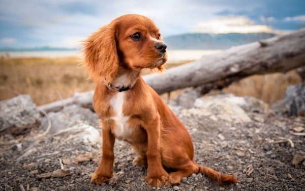 Animal Spaniel Dogs Puppy Cute Dog Pet HD Wallpaper | Background Image