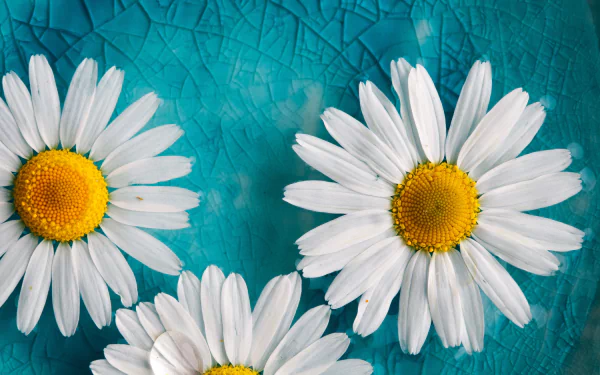 White camomile daisies with yellow centers rest on a textured blue glass surface, captured in sharp detail for a 4K Ultra HD PC desktop wallpaper background.