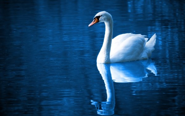 Animal Mute swan Birds Swans Swan Reflection HD Wallpaper | Background Image