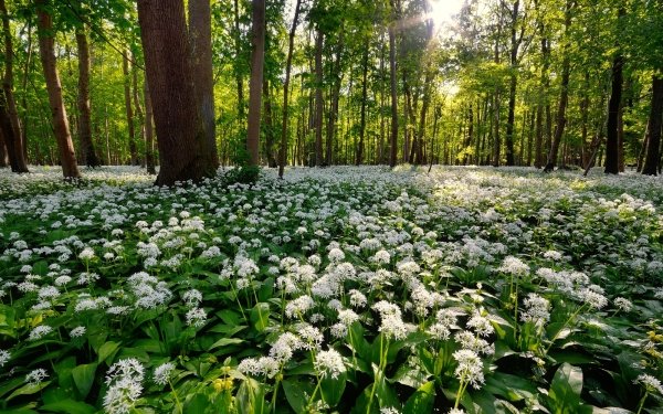 Nature Forest Flower Tree White Flower HD Wallpaper | Background Image