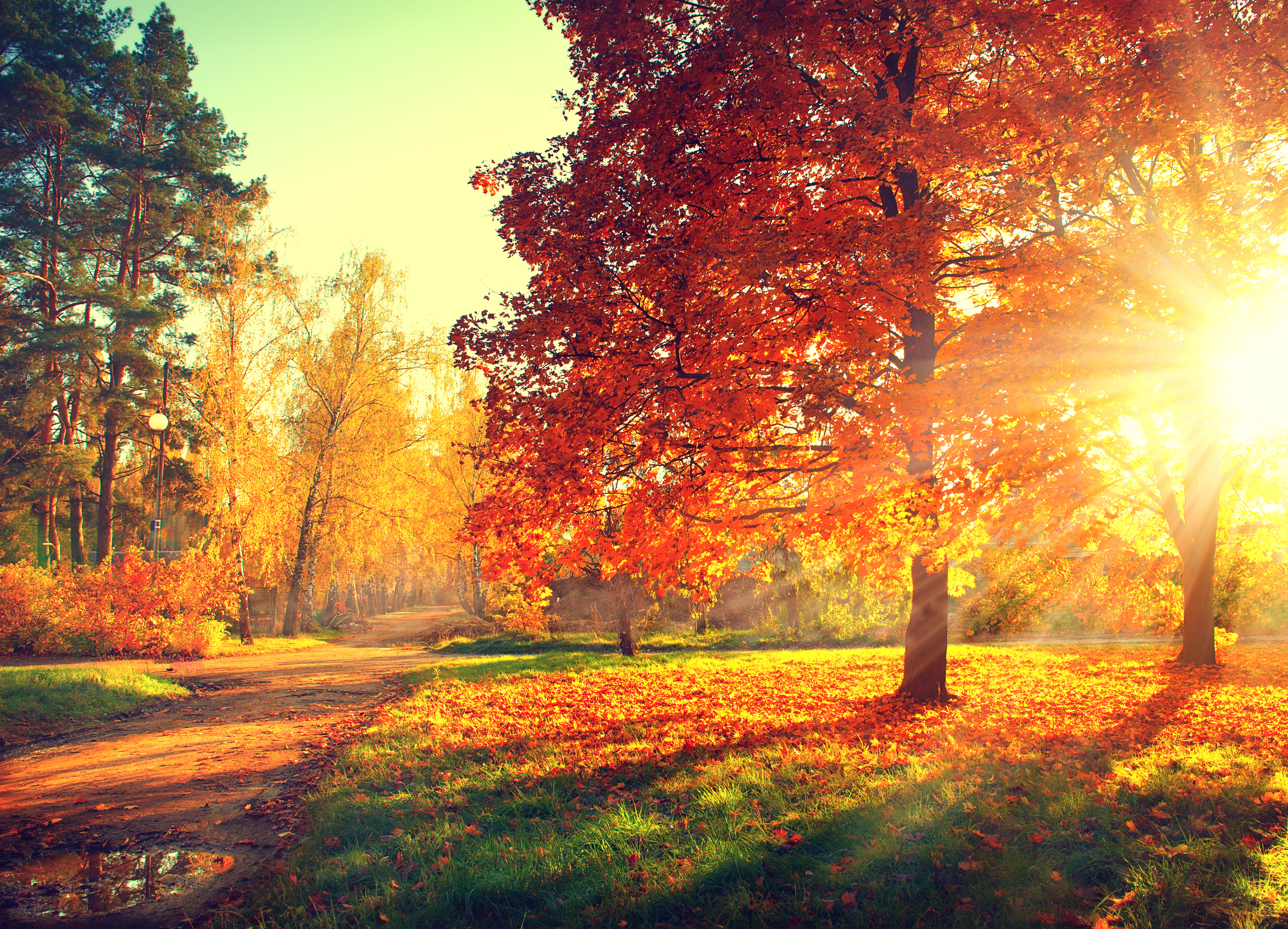 Natur Herbst HD Wallpaper | Hintergrund