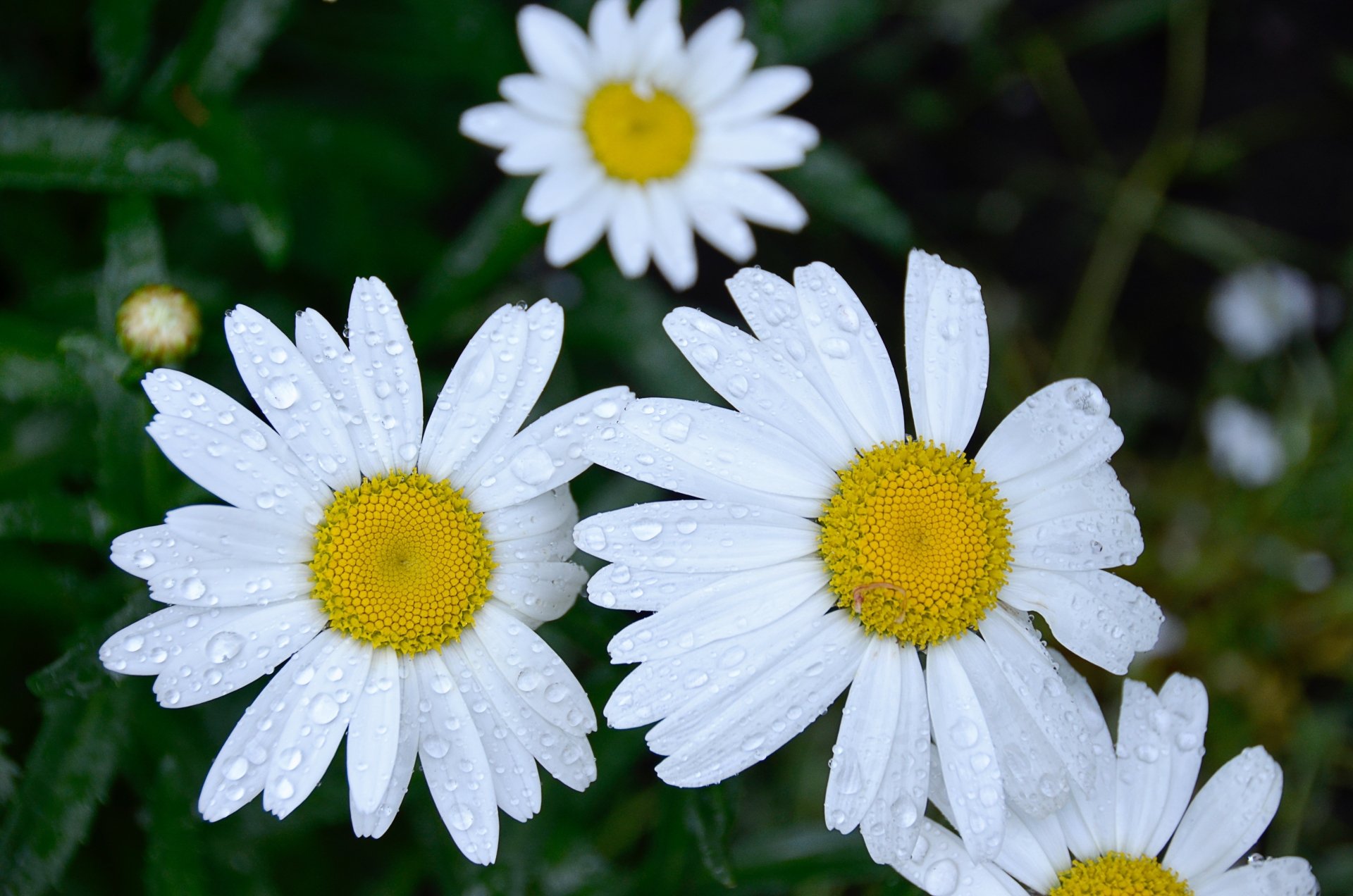 Download White Flower Nature Flower Daisy 4k Ultra HD Wallpaper ...