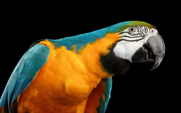 Blue-and-yellow macaw (bird, animal) close-up on a black backdrop — vivid 5K Ultra HD PC desktop wallpaper and background.