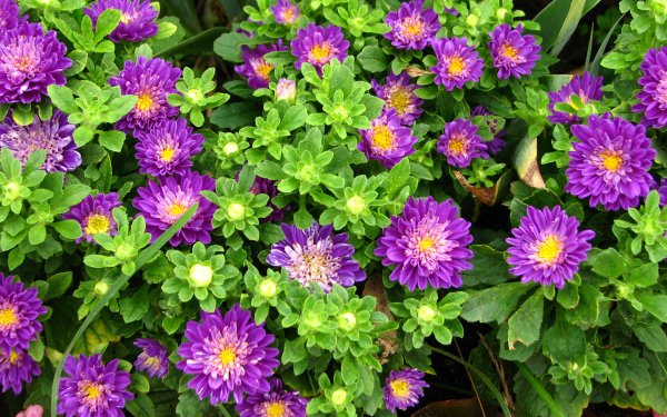 Nature Daisy Flowers Flower Purple Flower Plant HD Wallpaper | Background Image