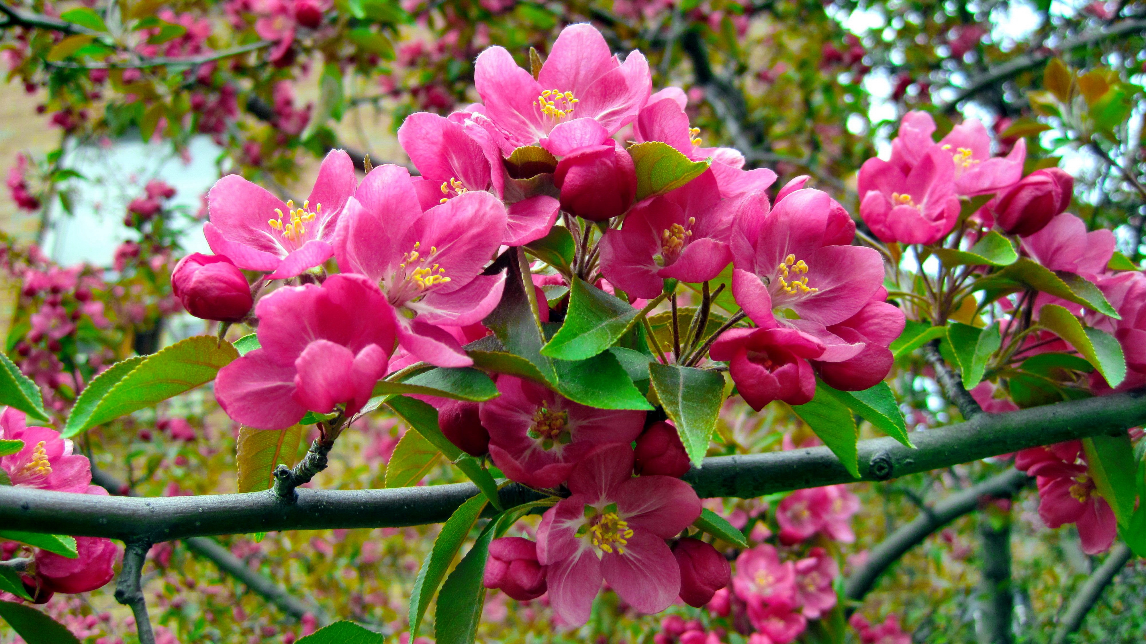Pink Blossoms 4k Ultra HD Wallpaper | Background Image | 3999x2247 | ID:774050 - Wallpaper Abyss
