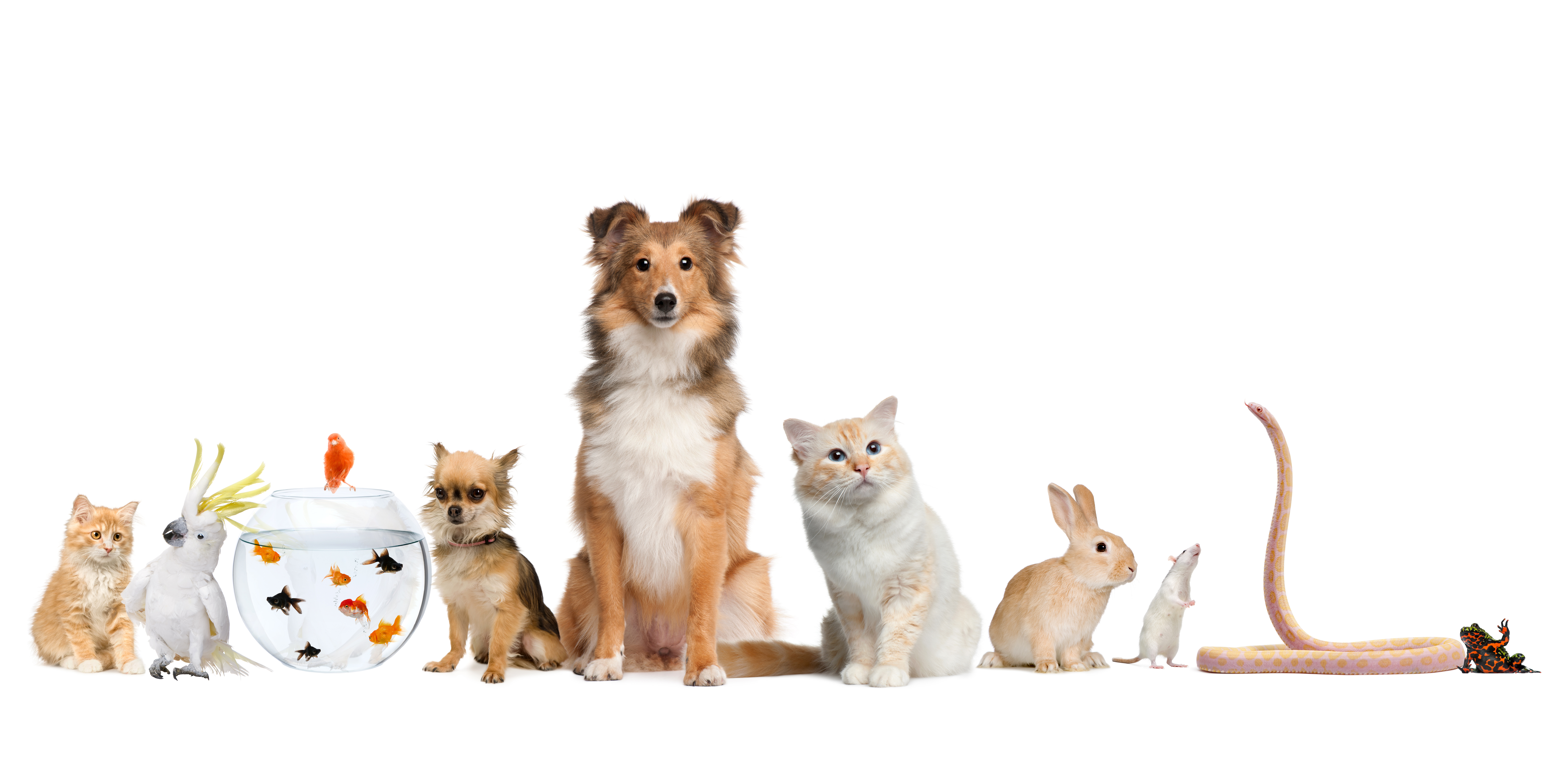 Animal Family 8k Ultra HD Wallpaper | Background Image ...