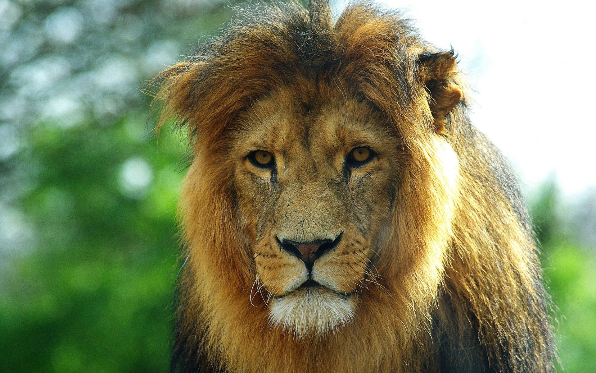Animal Gangs: How Collective Behavior Shapes The Wild - 5l3ogve