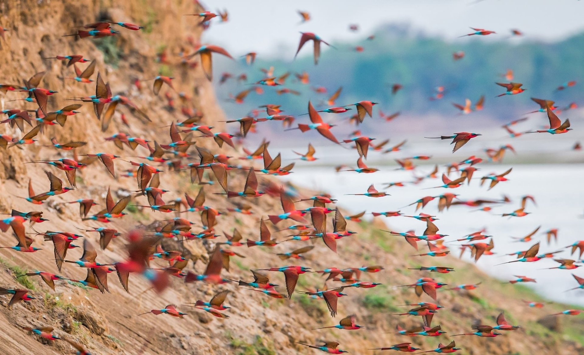 Download Southern Carmine Bee-eater Flock Of Birds Blur Animal Bee-eater HD Wallpaper