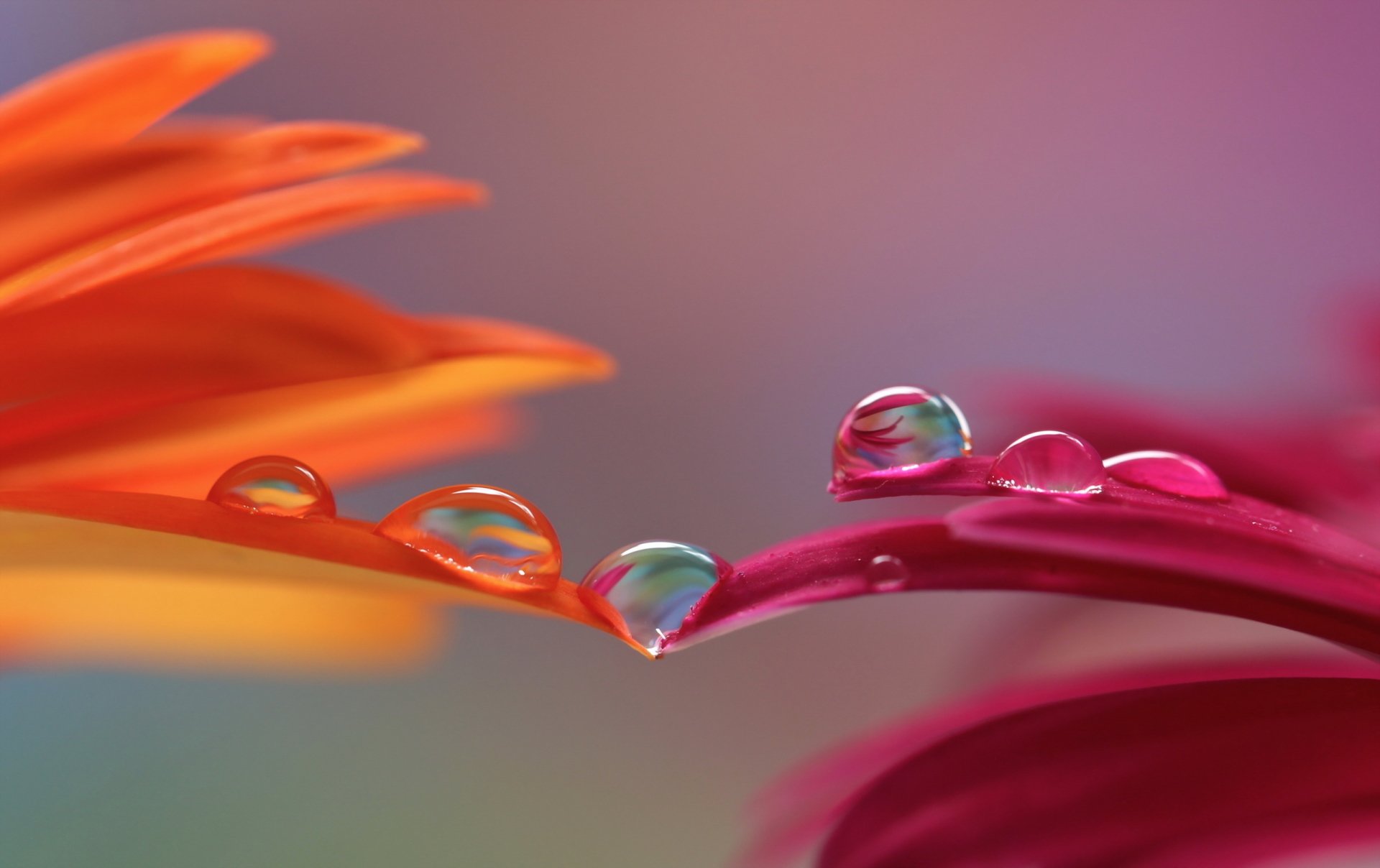 Water Drop HD Wallpaper | Background Image | 2560x1610
