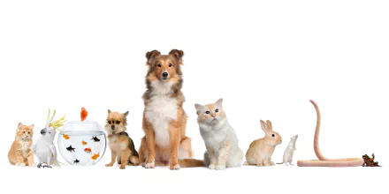 A diverse group of pets and animals including a cockatoo, fish, Chihuahua, Shetland Sheepdog, cat, rabbit, mouse, and snake, presented in an 8K Ultra HD desktop wallpaper.