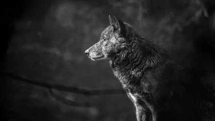 A high-definition black and white image of a wolf, showcasing its muzzle and profile, used as desktop wallpaper and background.