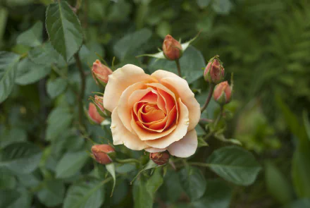 A close-up of a peach rose bloom surrounded by several buds and green leaves, captured in 4K Ultra HD for a nature-inspired PC desktop wallpaper.