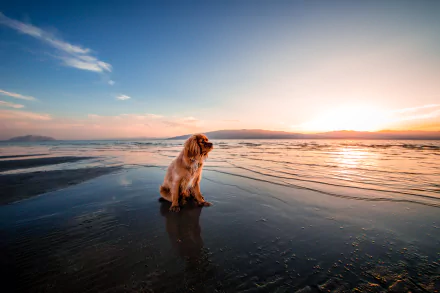 A golden Cocker Spaniel sits on a beach at sunrise, with calm water reflecting the colorful sky along the horizon. 4K Ultra HD desktop wallpaper.