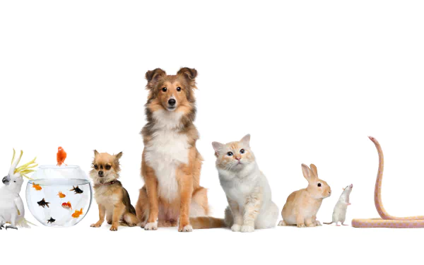  Animal Family