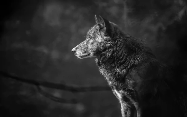 A high-definition black and white image of a wolf, showcasing its muzzle and profile, used as desktop wallpaper and background.