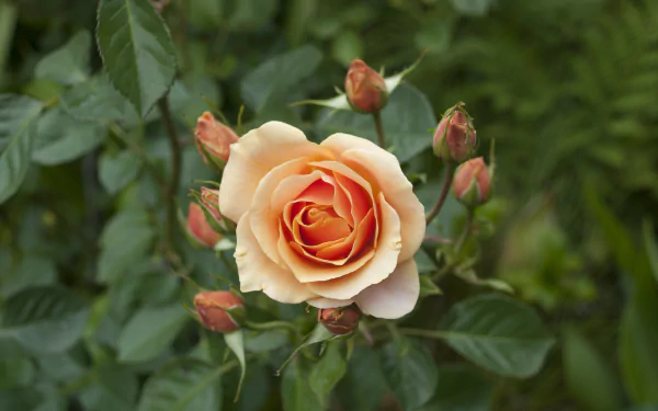 bud flower nature rose HD Desktop Wallpaper | Background Image