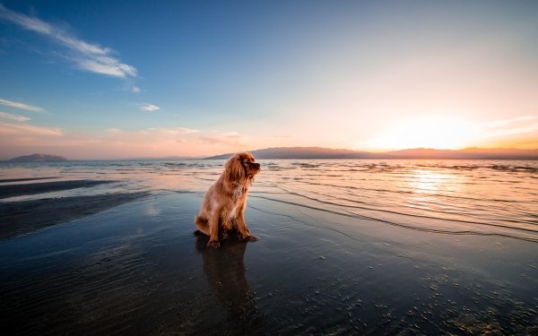 Animal Cocker Spaniel Dogs Dog Sunrise Beach Horizon Water HD Wallpaper | Background Image