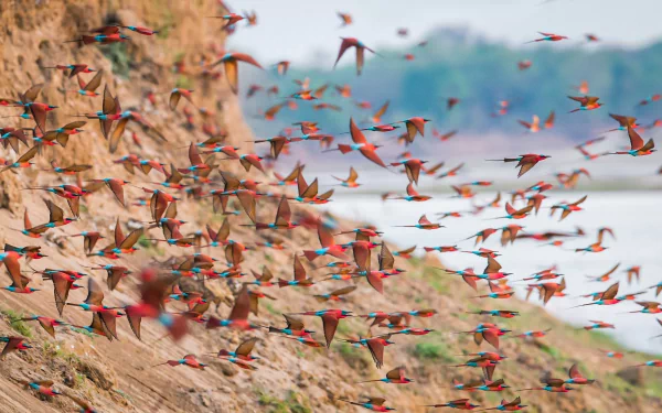 Southern Carmine Bee-eater flock of birds blur Animal bee-eater HD Desktop Wallpaper | Background Image