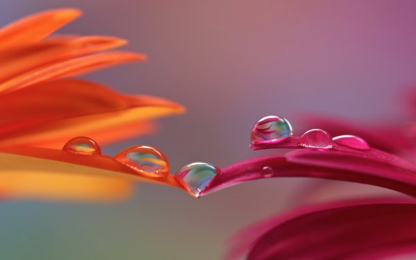 Earth Water Drop Flower Reflection Macro HD Wallpaper | Background Image