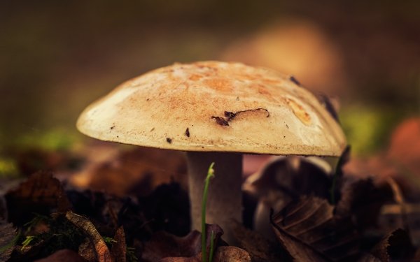 Earth Mushroom Close-Up Nature Fall HD Wallpaper | Background Image