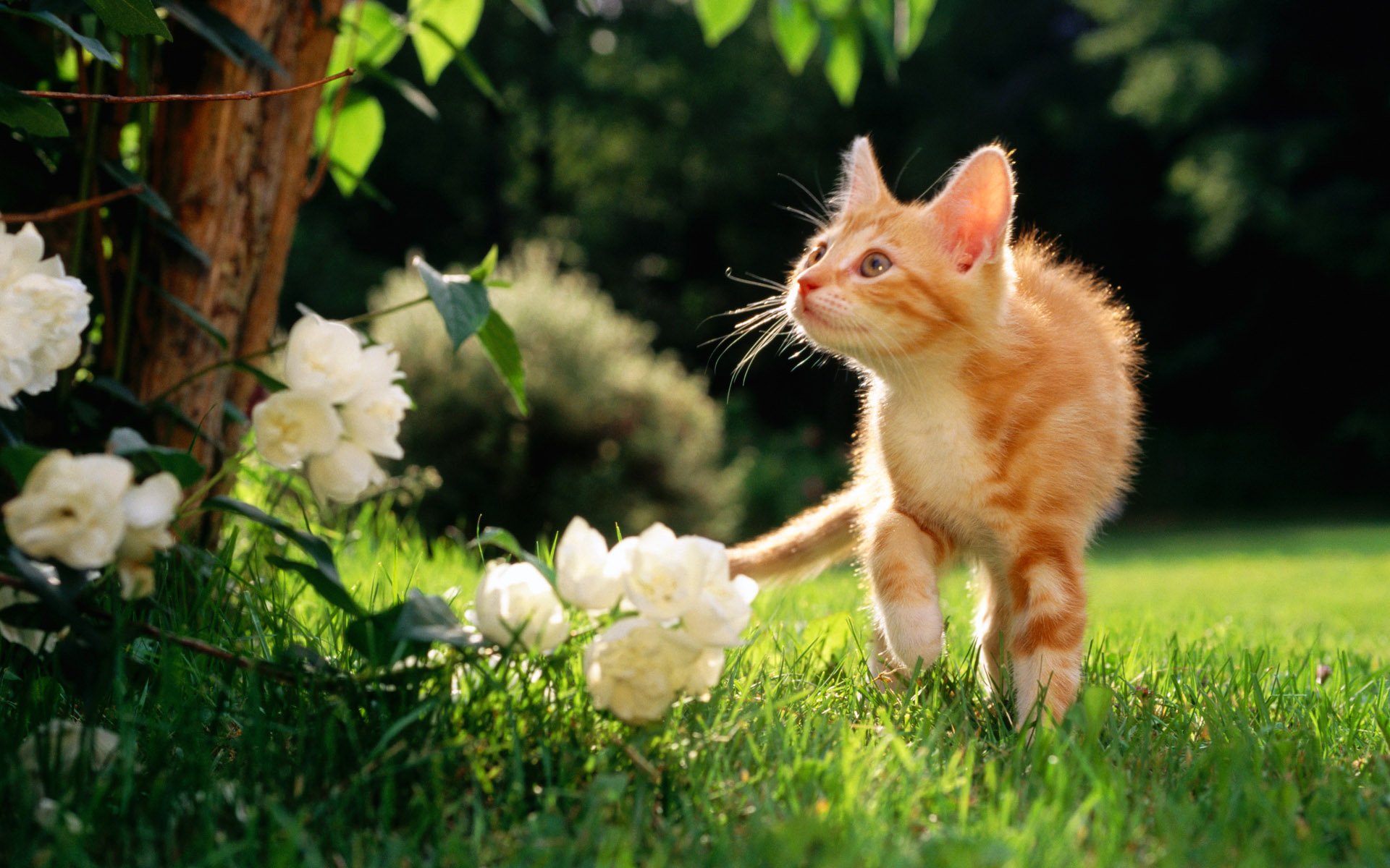 A curious orange kitten in a garden with green grass and white flowers, bathed in sunlight. HD desktop wallpaper and background featuring a playful cat among lush surroundings.
