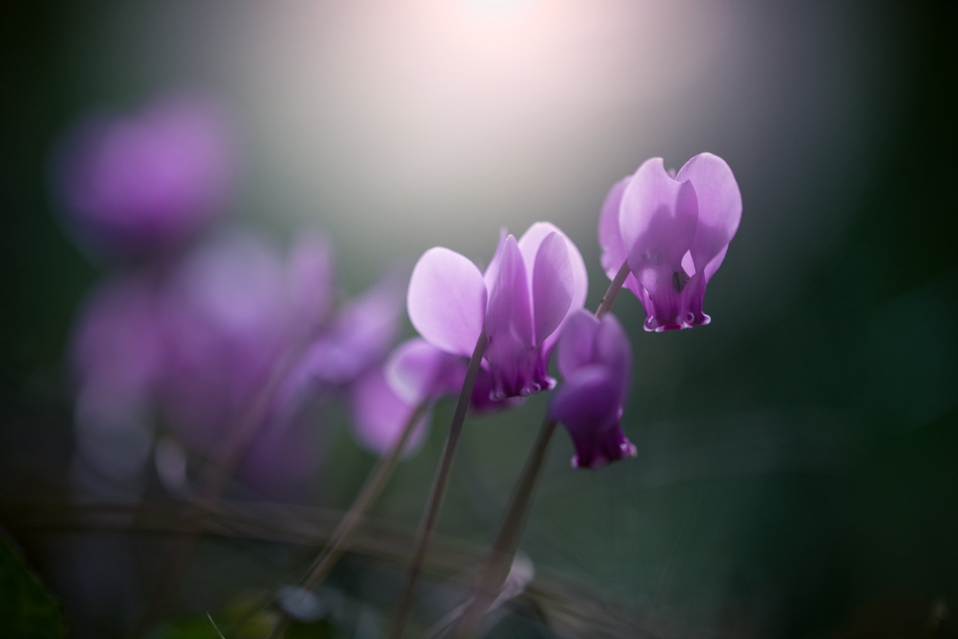 Download Purple Flower Nature Flower HD Wallpaper